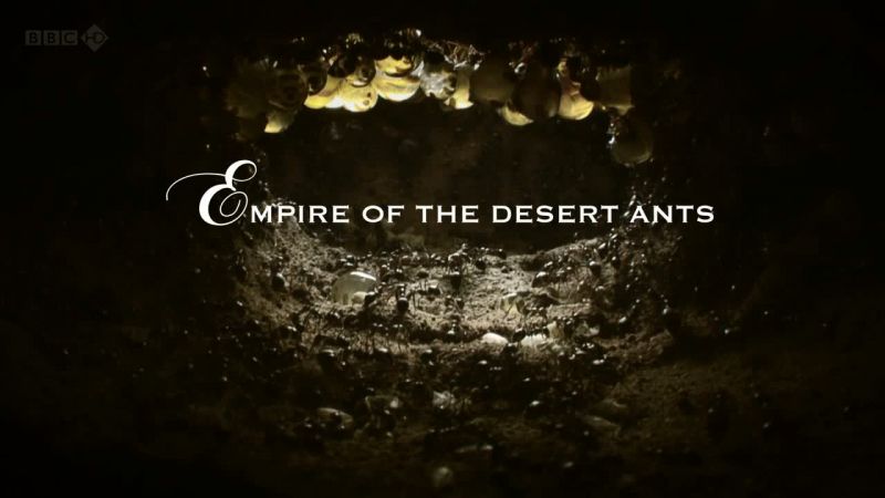 BBC 沙漠的蚂蚁帝国 Empire of the Desert Ants